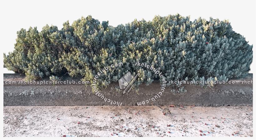 Hedge, transparent png