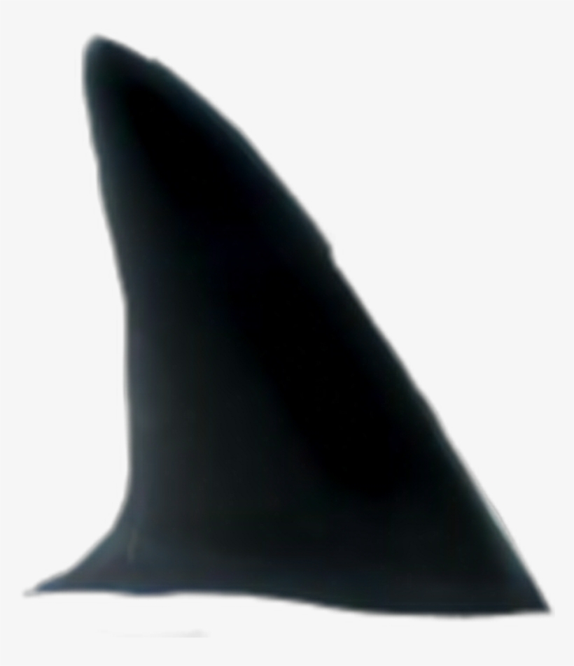 Whale, transparent png