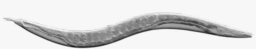 A Cell Atlas Of Worm - Elegans Worm, transparent png