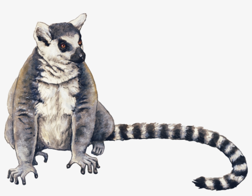 Ring Tailed Lemur Drawing, transparent png
