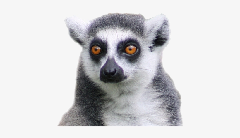 Лемур Png, transparent png