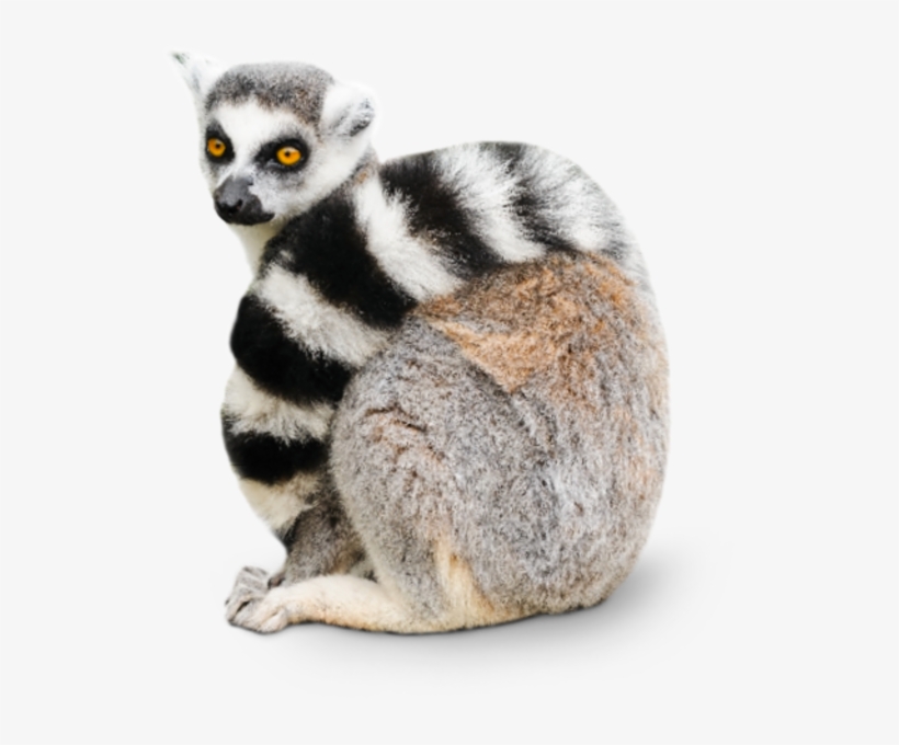 Cute Lemur White Background, transparent png