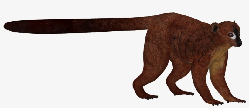 Red-bellied Lemur - Red Bellied Lemur Transparent, transparent png