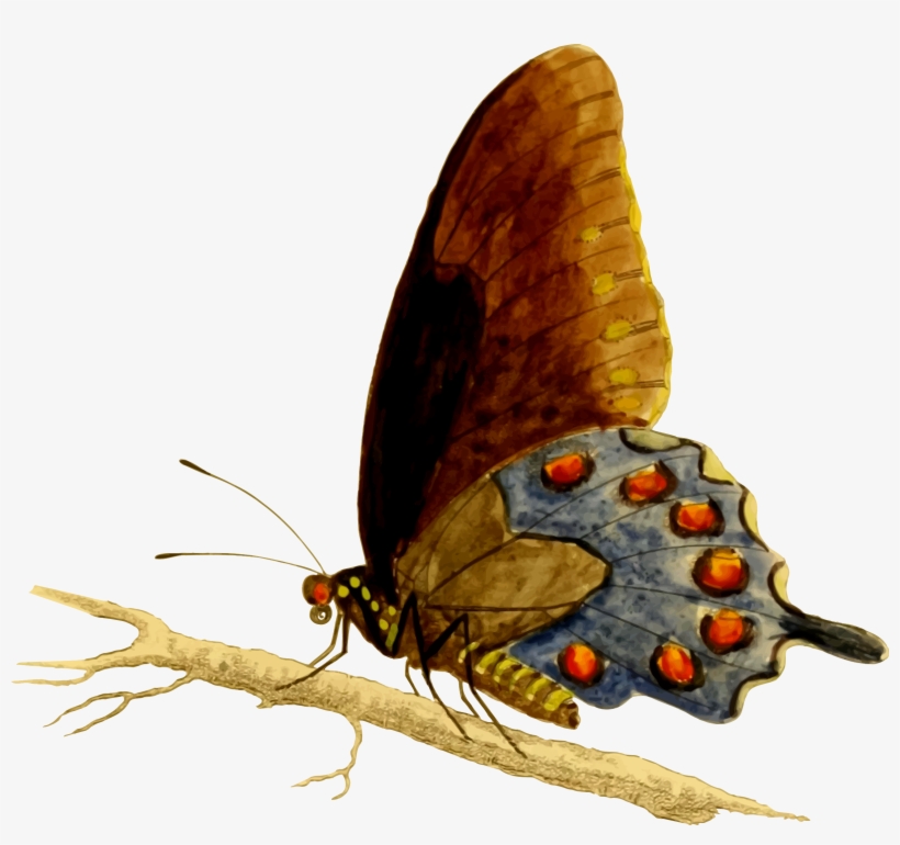 Free Photos > Public Domain Images > Pipevine Swallowtail - Pipevine Swallowtail, transparent png