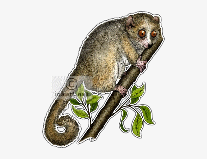Gray Mouse Lemur Decal - Gray Mouse Lemur Drawing, transparent png