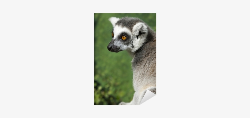 Portrait Of A Madagascar Ring Tailed Lemur Sticker - Ring-tailed Lemur, transparent png