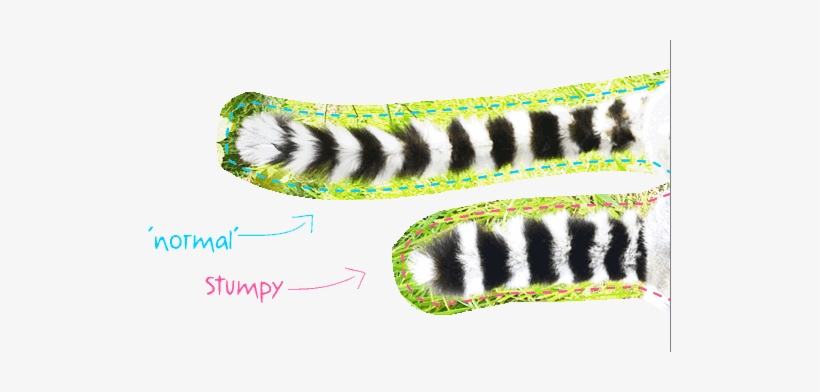 Ring Tailed Lemur Adoption Profile - Ring-tailed Lemur, transparent png