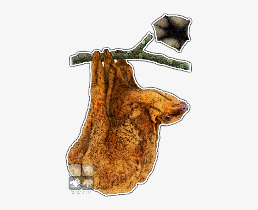 Philippine Flying Lemur Decal - Philippine Flying Lemur Png, transparent png