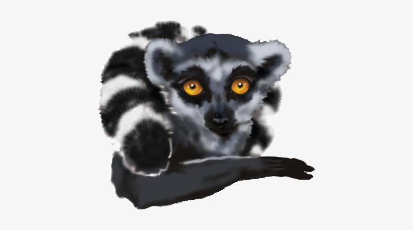 Ringtailed-lemur - Indri, transparent png