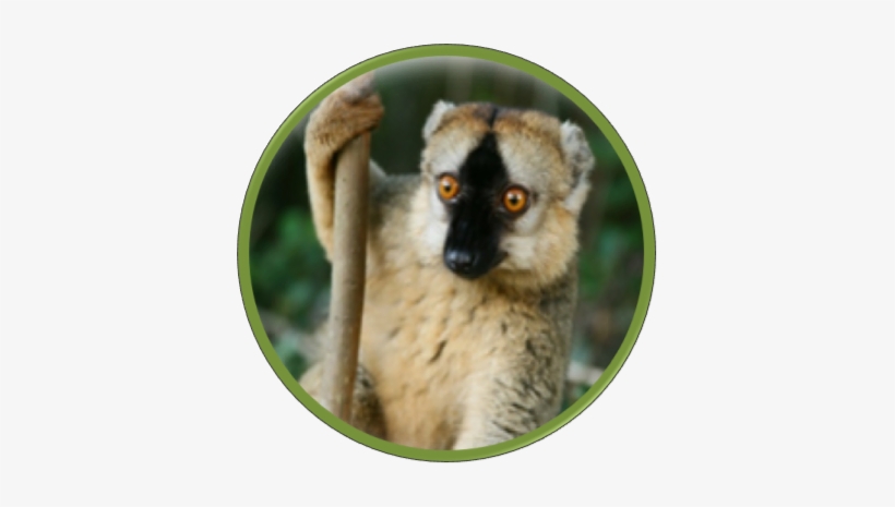 Redfronted Lemur - Red Fronted Lemur, transparent png