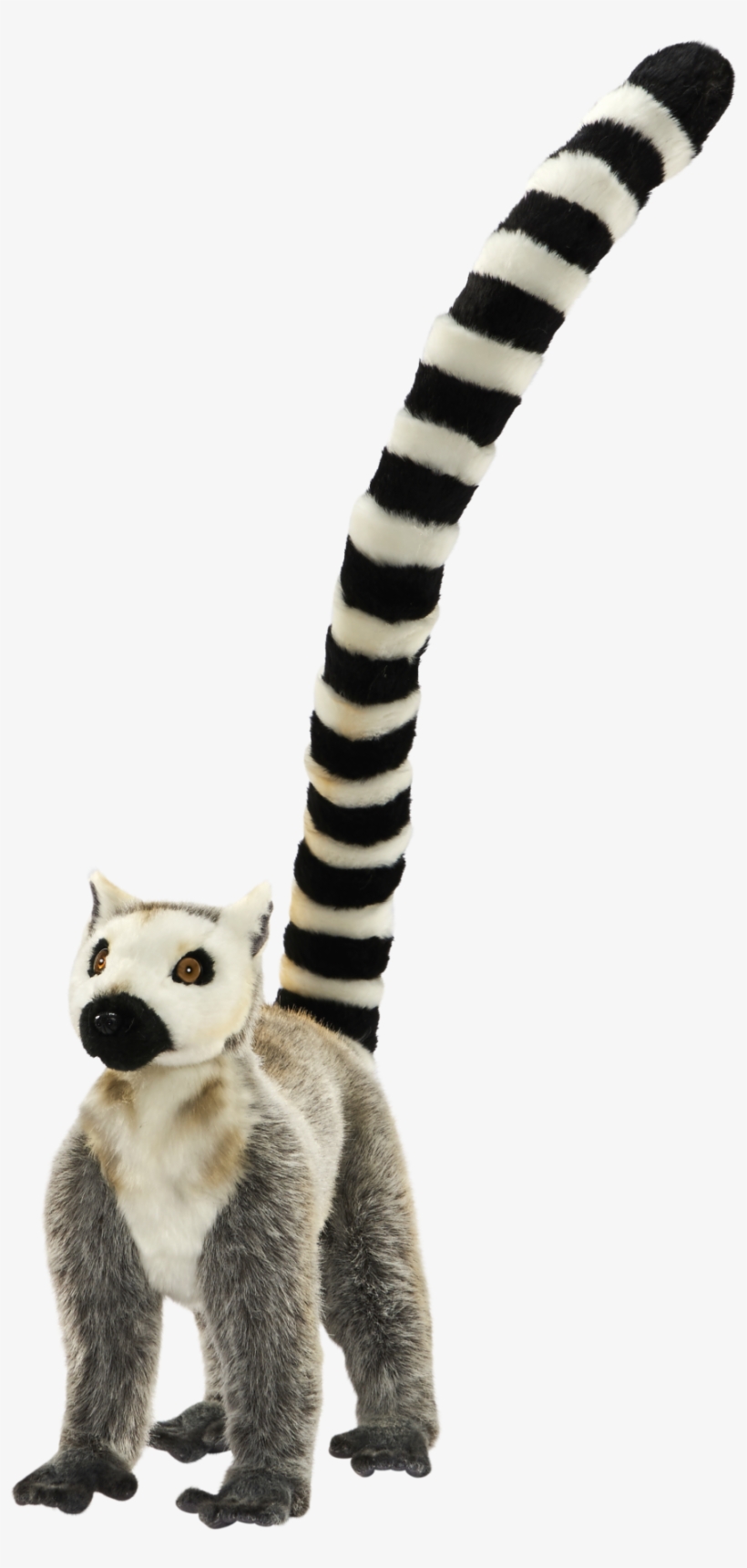 Lemur Tail Png - Procyon, transparent png
