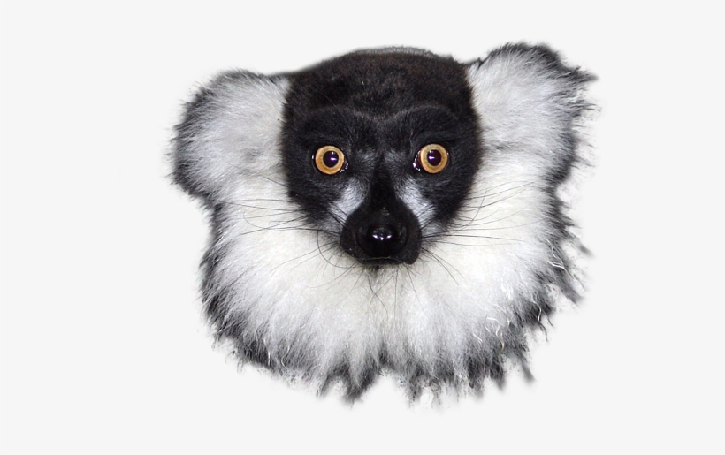 Bleed Area May Not Be Visible - Lemur With No Background, transparent png