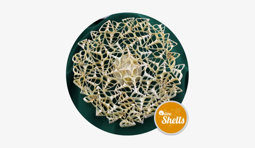 Lace Pearl Troca Dish - Seashell, transparent png