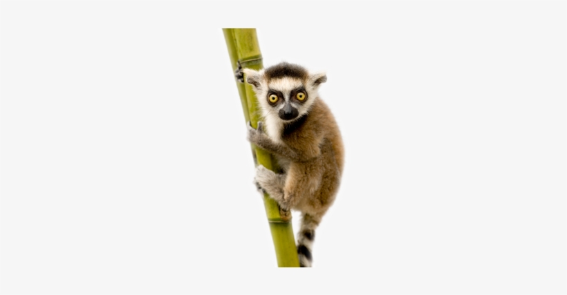 Lemur - Lemur Ring Tailed White Background, transparent png