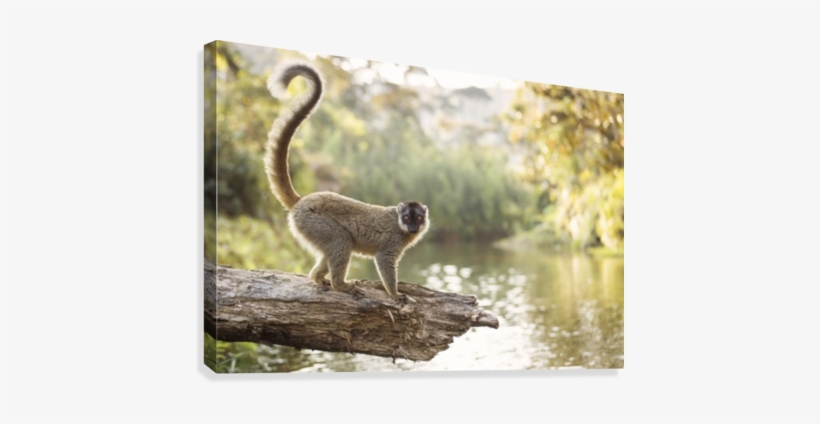 Lemur In His Natural Habitat, Madagascar Canvas Print - Lemurs, transparent png