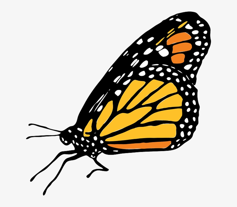 Monarch Butterfly Clipart Monarca - Imagenes De Mariposas Monarcas Png, transparent png