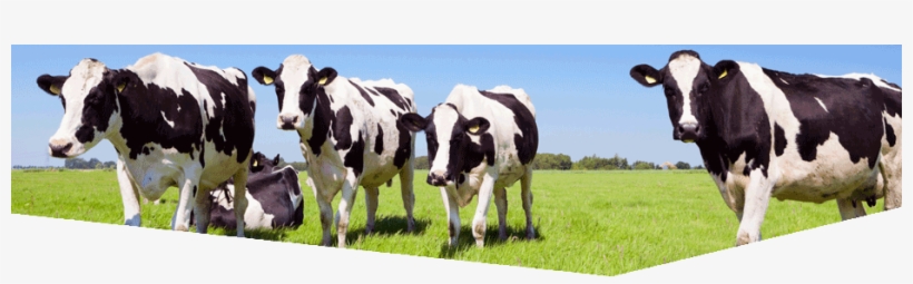 Contact Form - Novel Dairy Processing Technologies: Techniques, Management,, transparent png