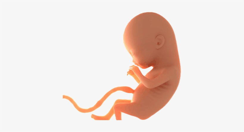 Antenatal Care - Baby In Womb Transparent, transparent png