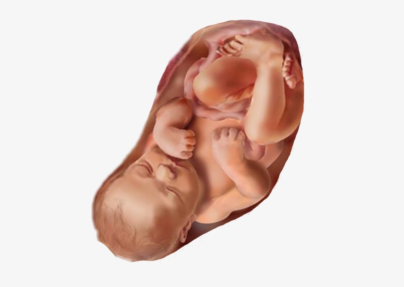 Fetus, transparent png