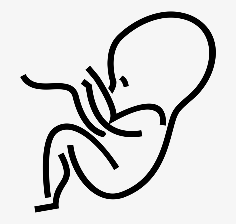 Vector Illustration Of Fetus Prenatal Human Between, transparent png