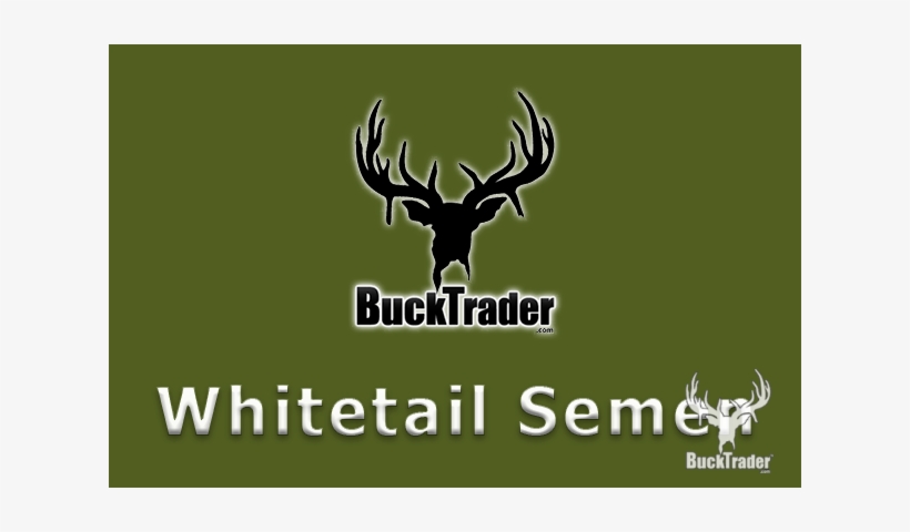 Are You Looking To Purchase Whitetail Semen To Introduce - White-tailed Deer, transparent png