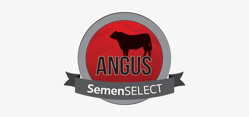 Angus Semenselect - Angus Cattle, transparent png