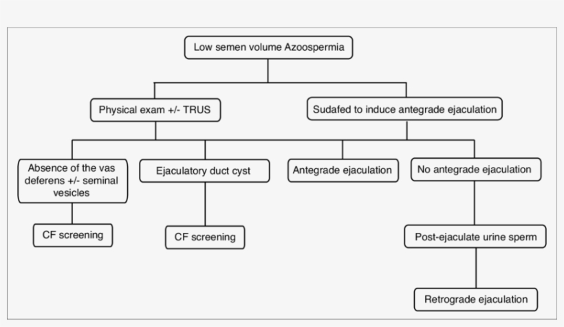 Algorithm For The Investigation Of Low Volume Azoospermia - Portal Vein Thrombosis, transparent png