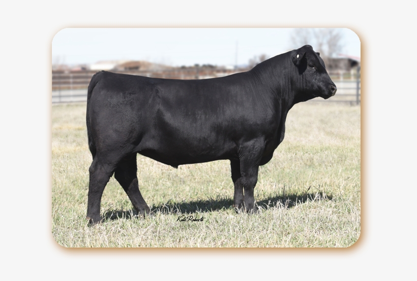 Tour Of Duty - Cattle, transparent png