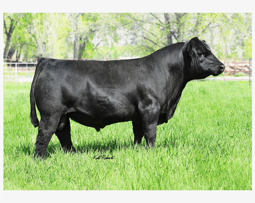 Nlc Cow Boss 160c Simangus Semen - Cattle, transparent png