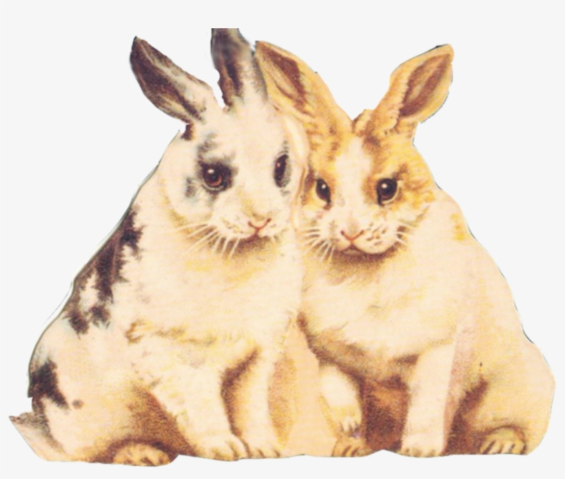 Rabbit Clipart Fur - Clipart Bunnies, transparent png