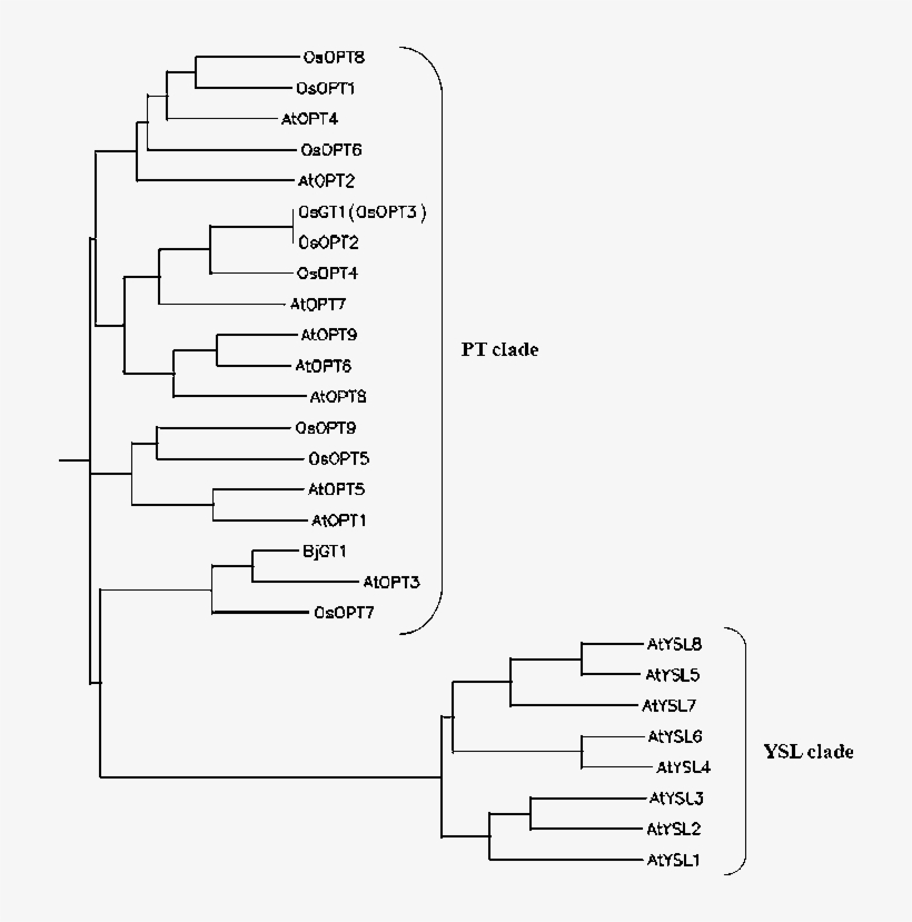 Phylogenetic Tree Illustrating The Ysl And Pt Clades - Diagram, transparent png