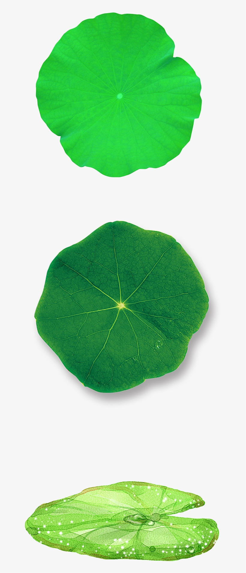 Green Lotus Leaf Decoration Vector - Spanish Cherry, transparent png