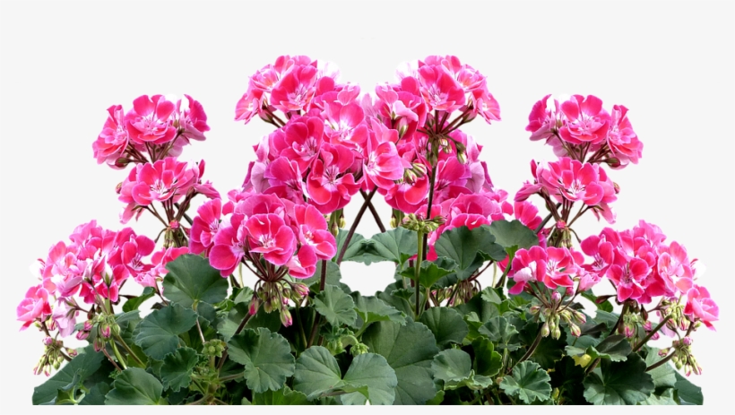 Geranium, Balkonblumen, Summer, Balcony Plant, Flower - Cafepress ! Samsung Galaxy S8 Plus Case, transparent png