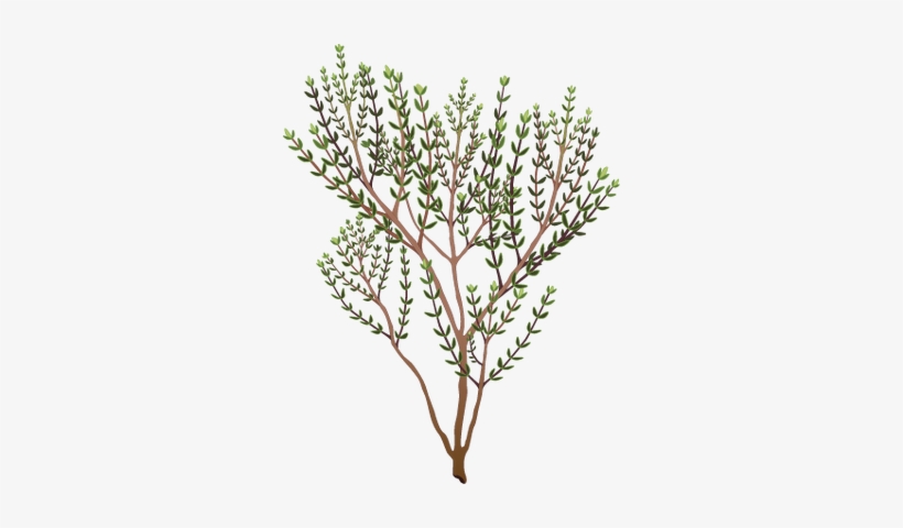 Rosemary Clipart - Thyme Clipart, transparent png