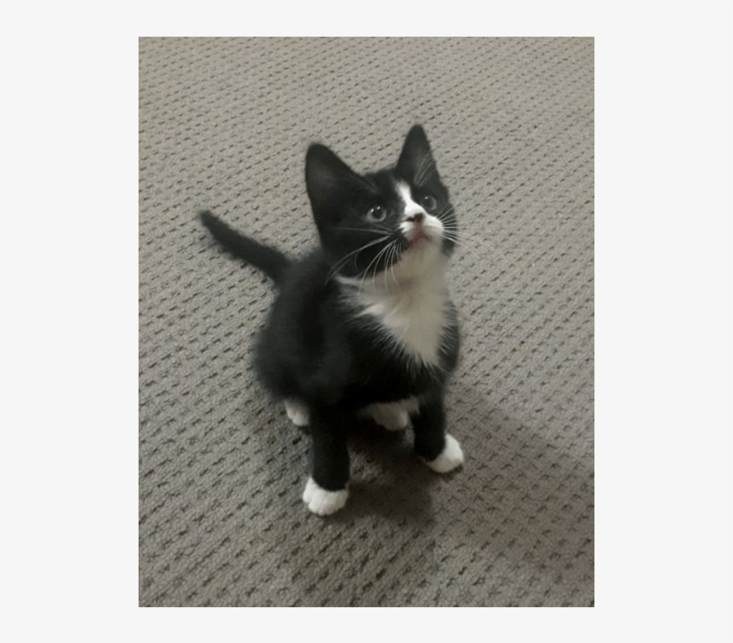 Photo Of Bob The Builder - Kitten, transparent png