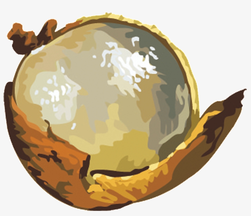 Este Diseño De Producto Es Png De La Fruta Floral Pintado - Longan, transparent png