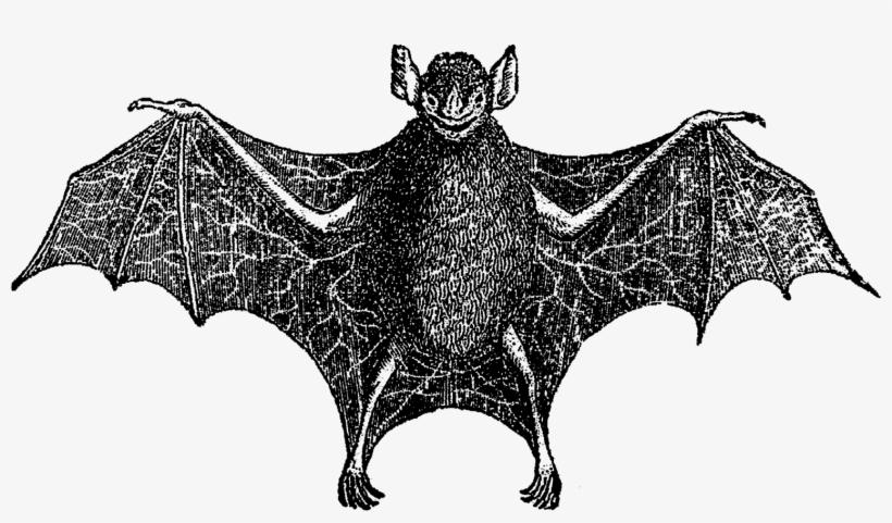 For Use On Greeting Cards, Party Inivitations, Or Party - Vintage Halloween Bat Bats Black White Queen Duvet, transparent png