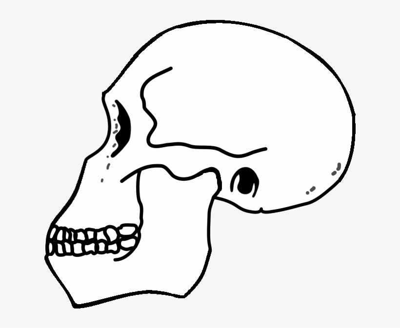 Rudolfensis Skull - Homo Habilis Skull, transparent png