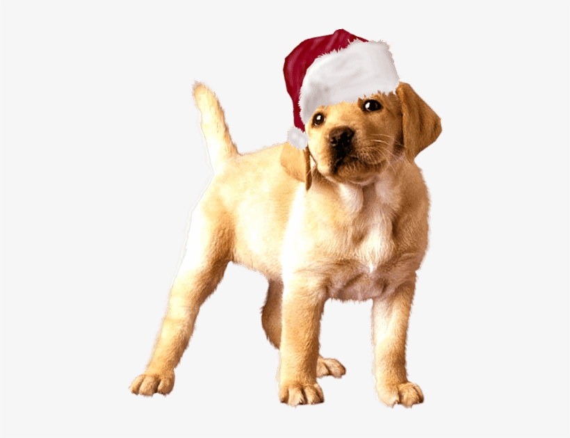 En Png Con Fondo Transparente Y En Tamaño 1024 X - Animated Gif Golden Retriever, transparent png
