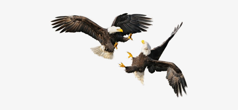 Bald Eagle - 4th Of July Eagle Png, transparent png