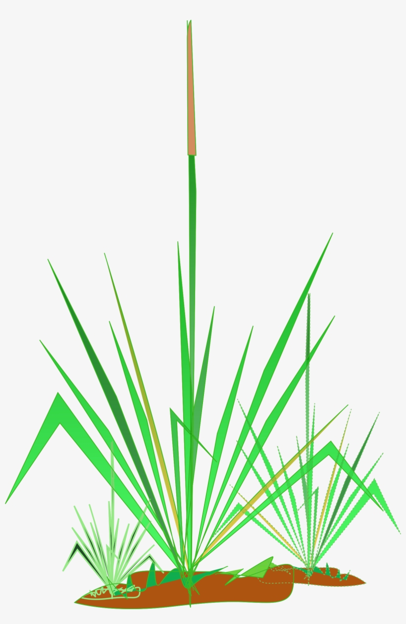 Big Image - Matinhos Clipart, transparent png