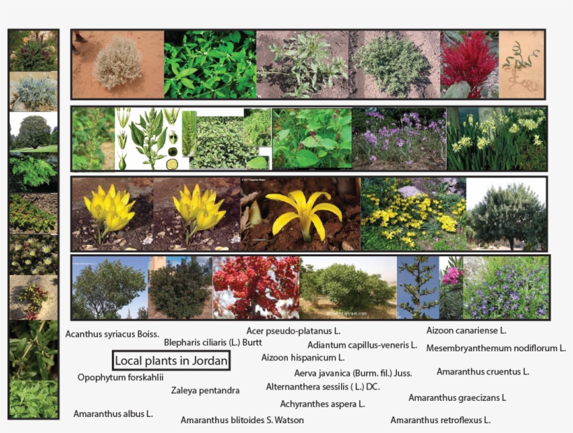 Plants In Jordan - Amaranthus Viridis, transparent png