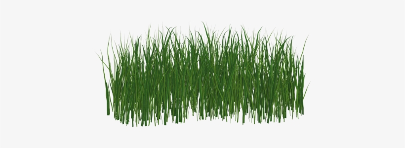 Grama Grass Freetoedit - Fussballrasen Png, transparent png
