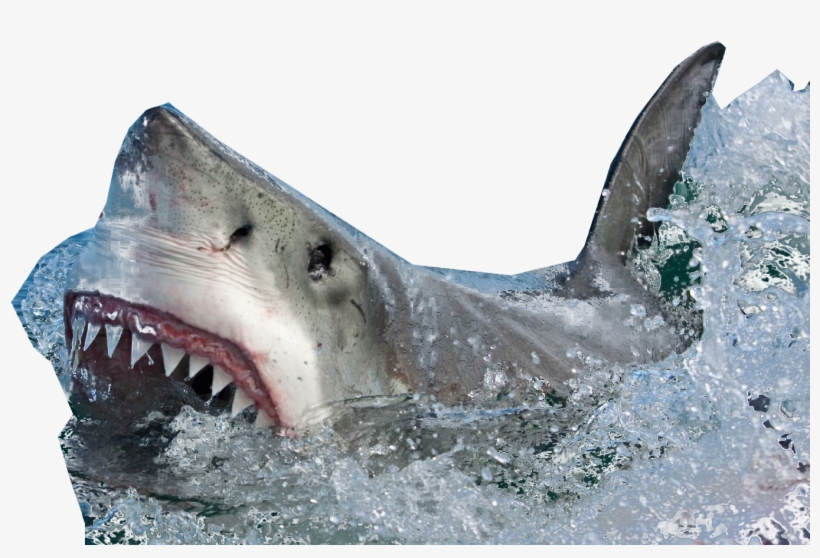 Go To Image - Shark In Water Png, transparent png