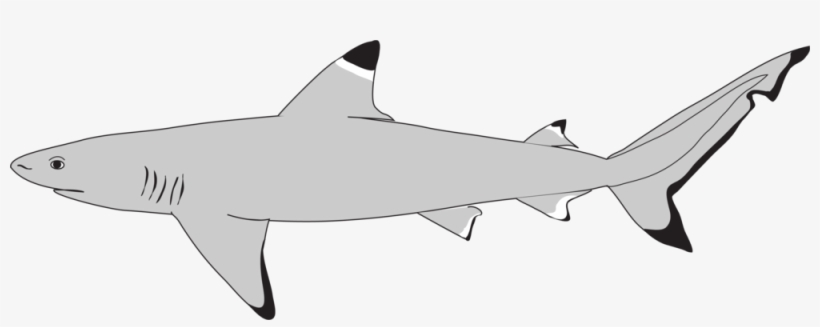 Shark Icon - Icon, transparent png