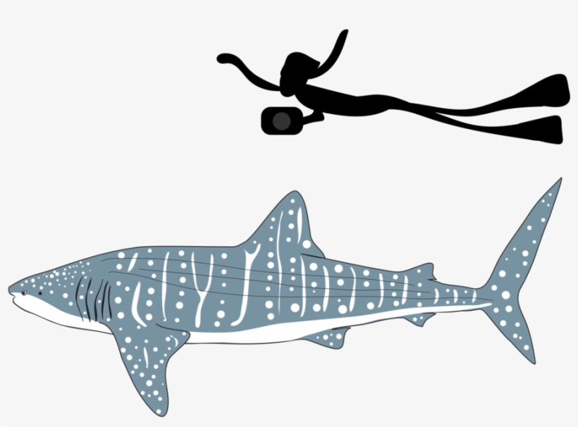 Be Part Of The Solution - Shark, transparent png