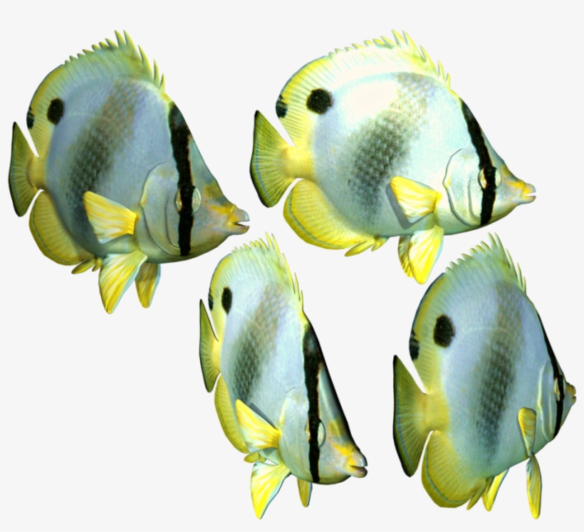 Tropical Fish Png, transparent png