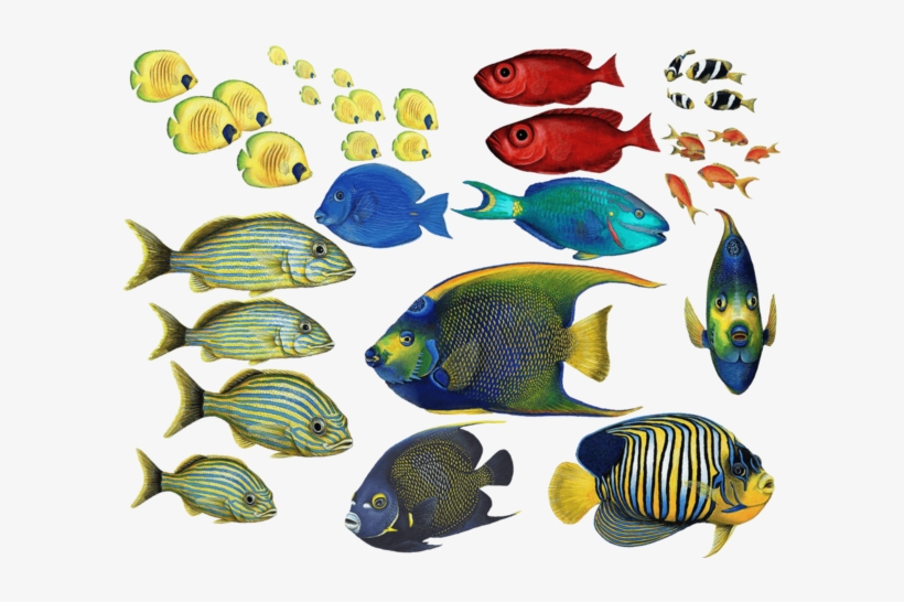 Tropical Fish Combo Pack Wall Decals Stickers - Tropical Fish, transparent png