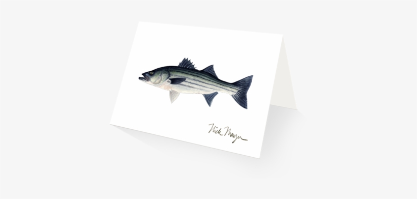 Striped Bass, Schoolie - Bass Fishing, transparent png