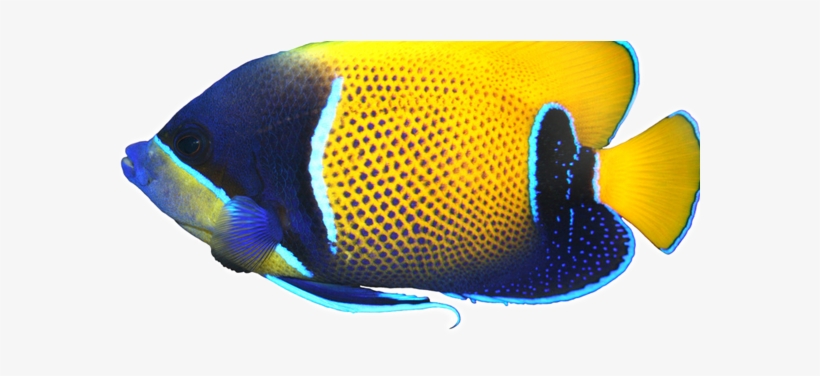 Source - Seaviewaquarium - Com - Au - Report - Tropical - Adelaide, transparent png